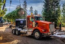 CAPITAL CHRISTMAS TREE STOPPING IN LEXINGTON