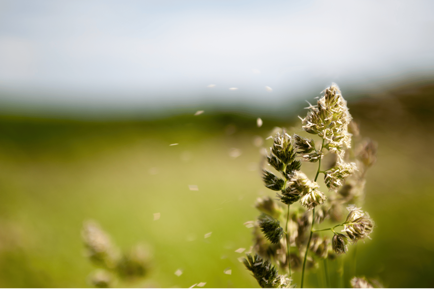 Fall Allergies: Easy Ways Seniors Can Combat Them