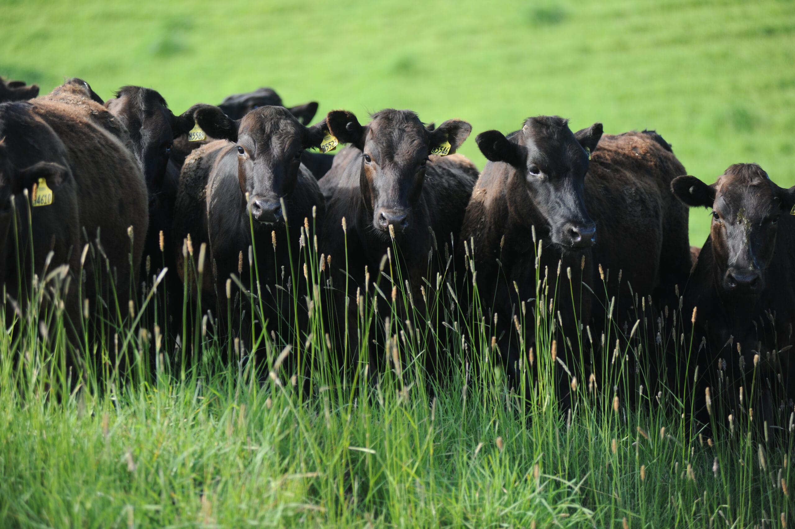 Inside the Gate: When Employee Fraud Hits the Heart of Farming