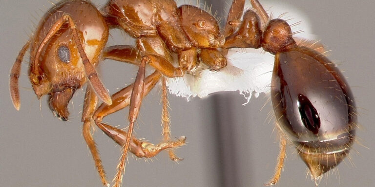 Biosecurity Gaps That Allow Ants To March In