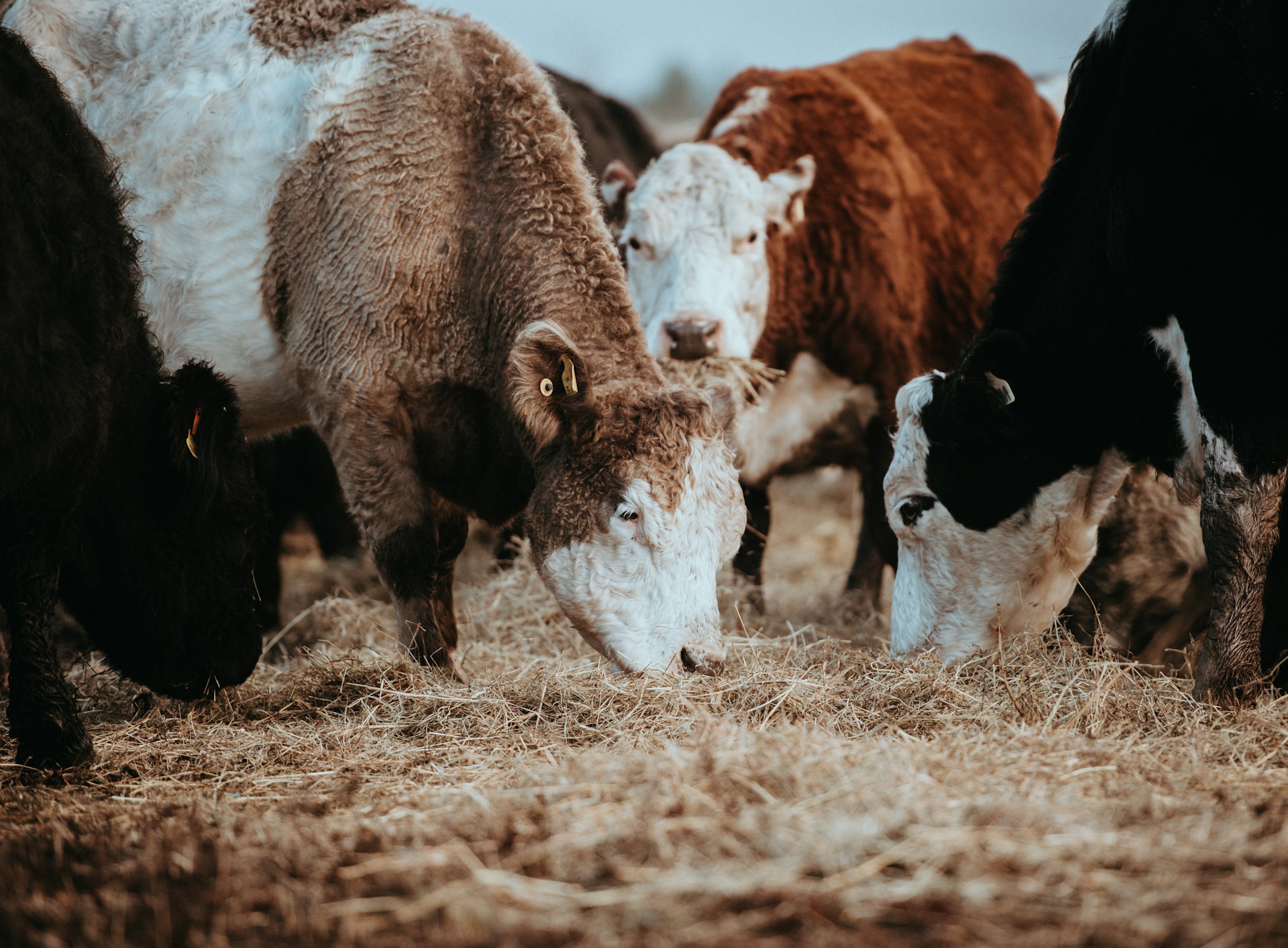 US Tariff Uncertainty: What It Could Mean for Australian Beef Producers