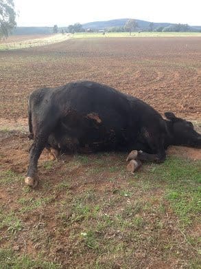 Bloat Risk on the Rise After a Wet Winter – What Farmers Need to Know