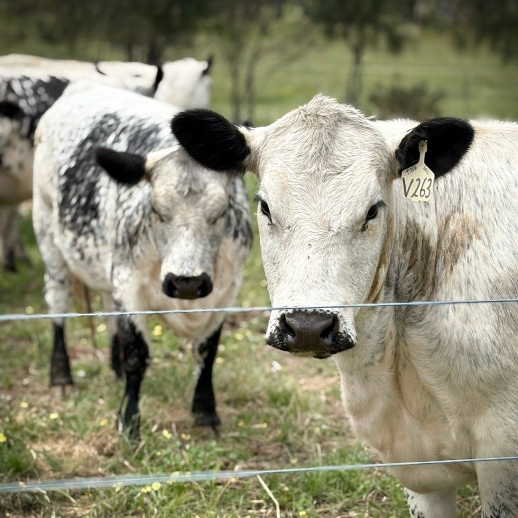 Consumers Are Turning Back to Beef - Especially the Younger Generation