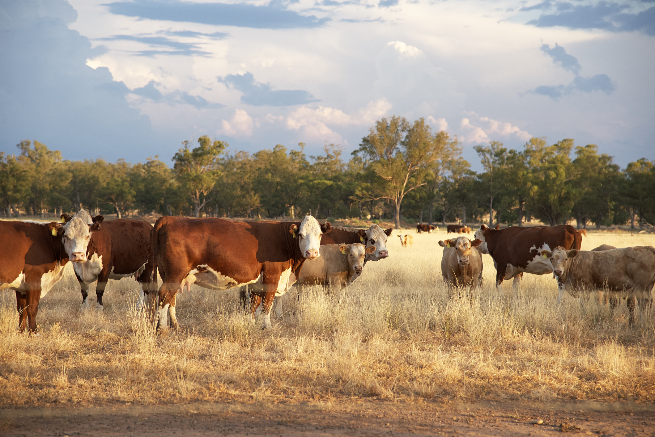 Why 2026 is shaping up as a pivotal year for grazing country