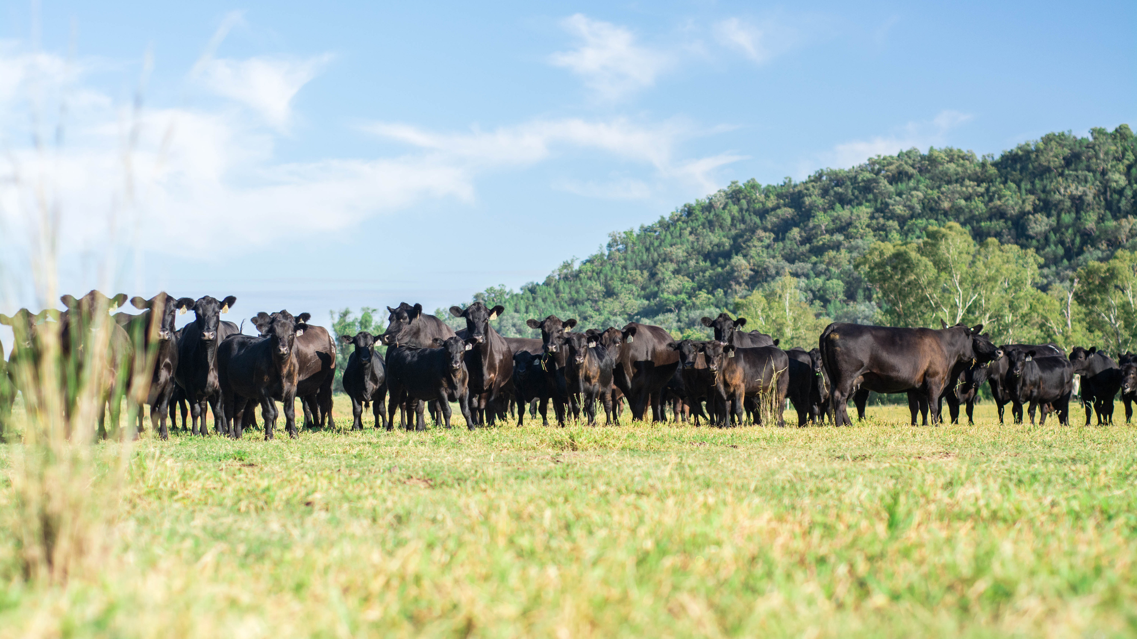 Cattle market update: Navigating the southern powerhouse shift