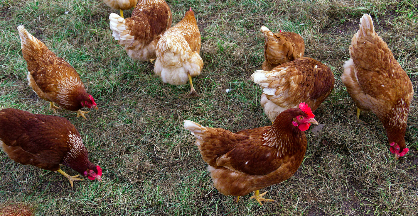 Gunnedah Poultry Club 14th Annual Purebred Poultry Auction