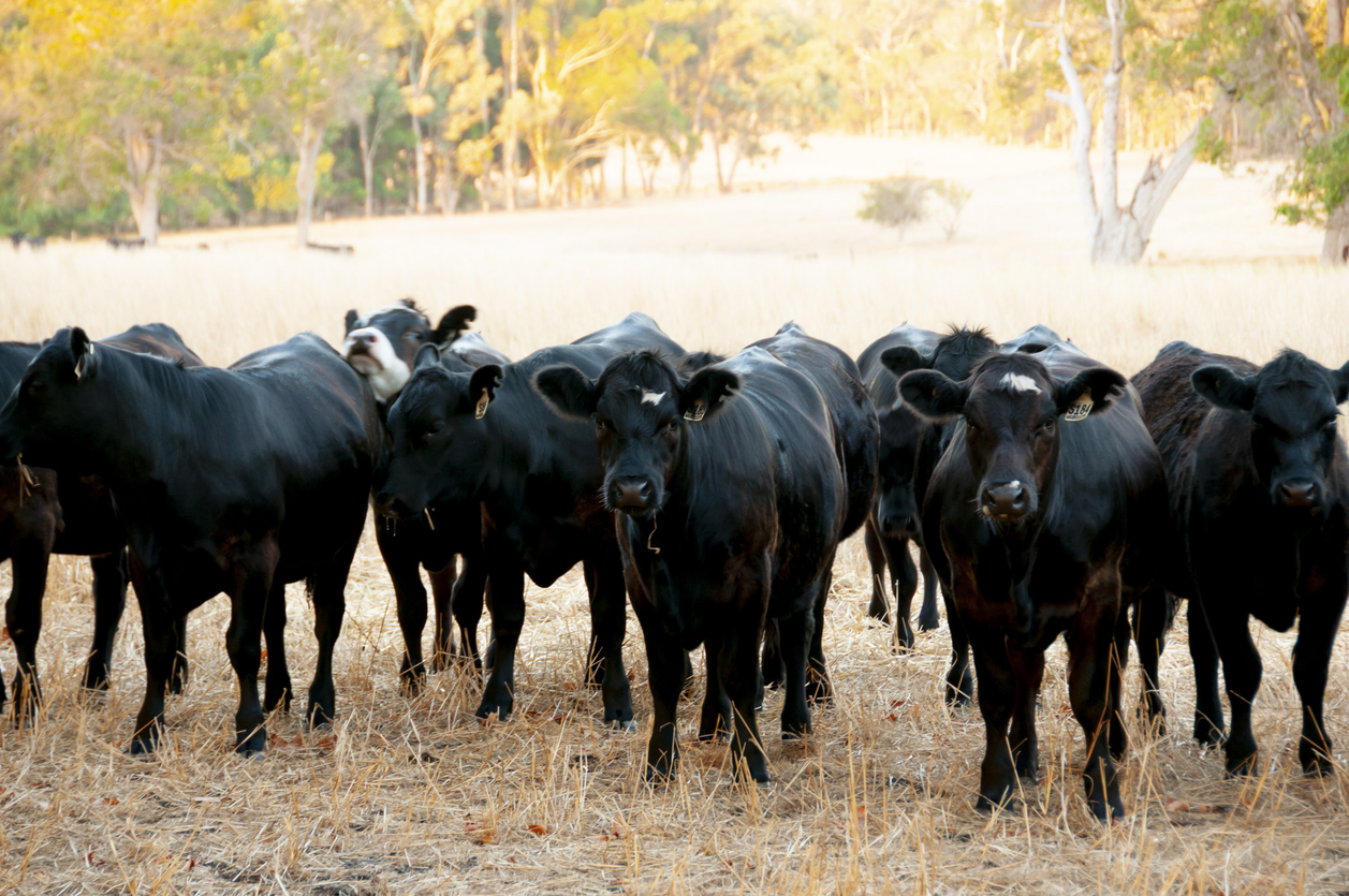 A bold prediction for feeder cattle: Why the next 12 months could be huge for producers