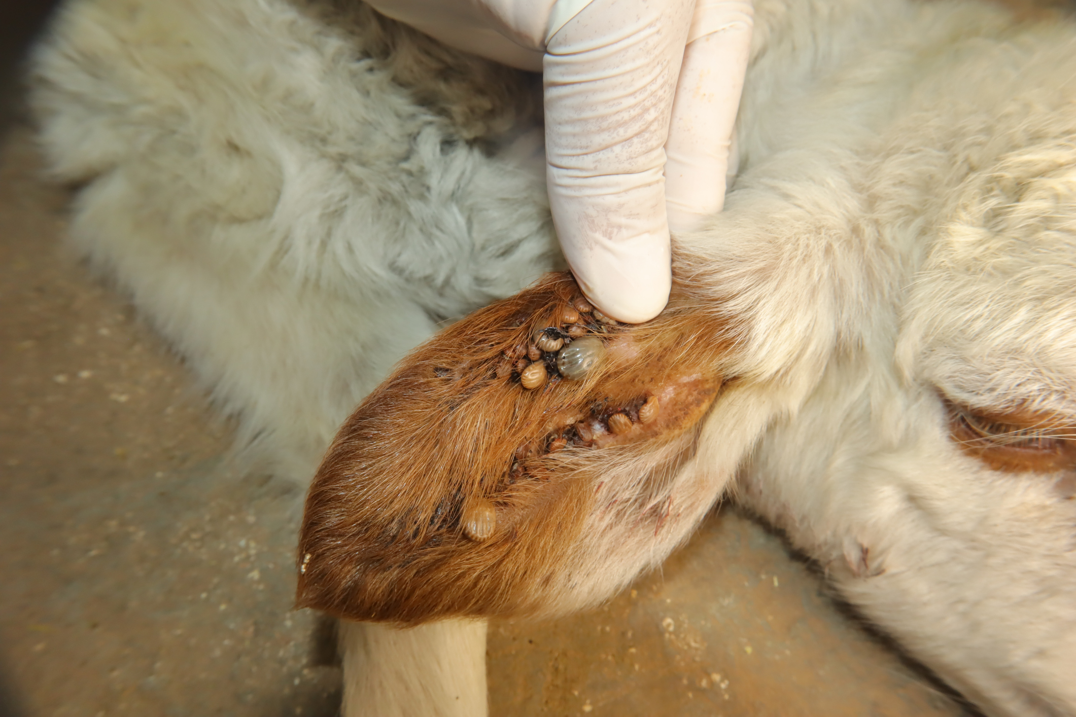 Unified Front Needed as NSW Tick Fever Outbreaks Escalate