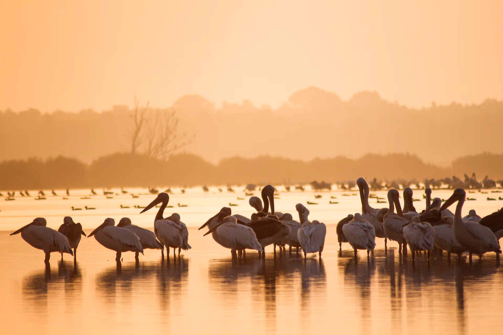 A Call to ReWild - view of birds on a lake