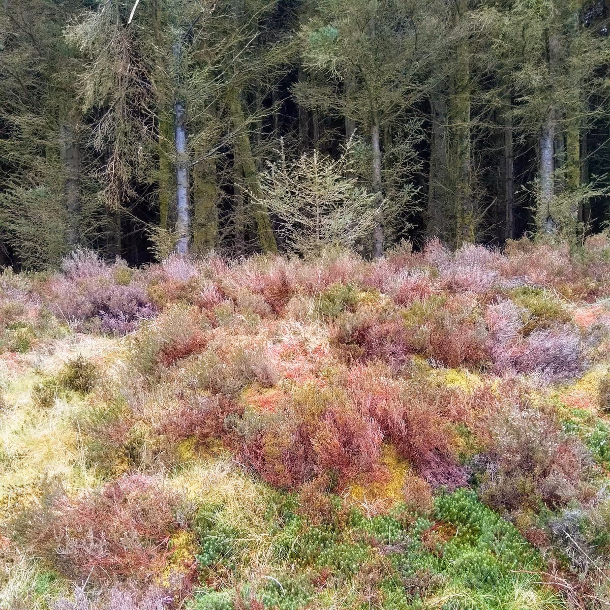 A Call to ReWild - view of woodland and scrub