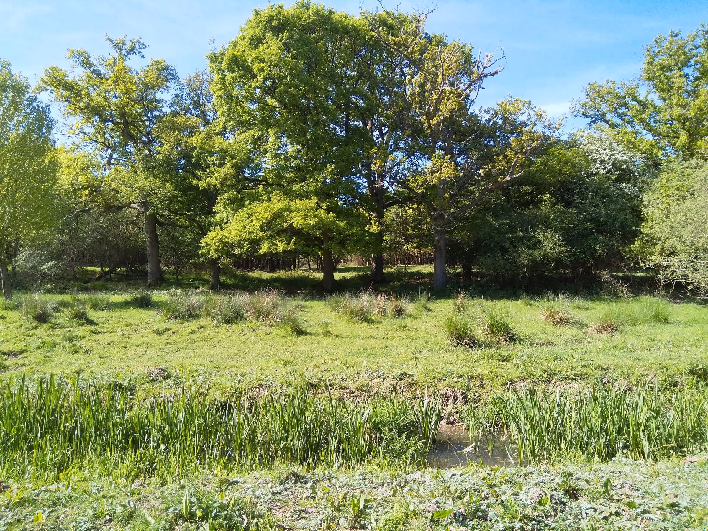 A Call to ReWild - view of countryside