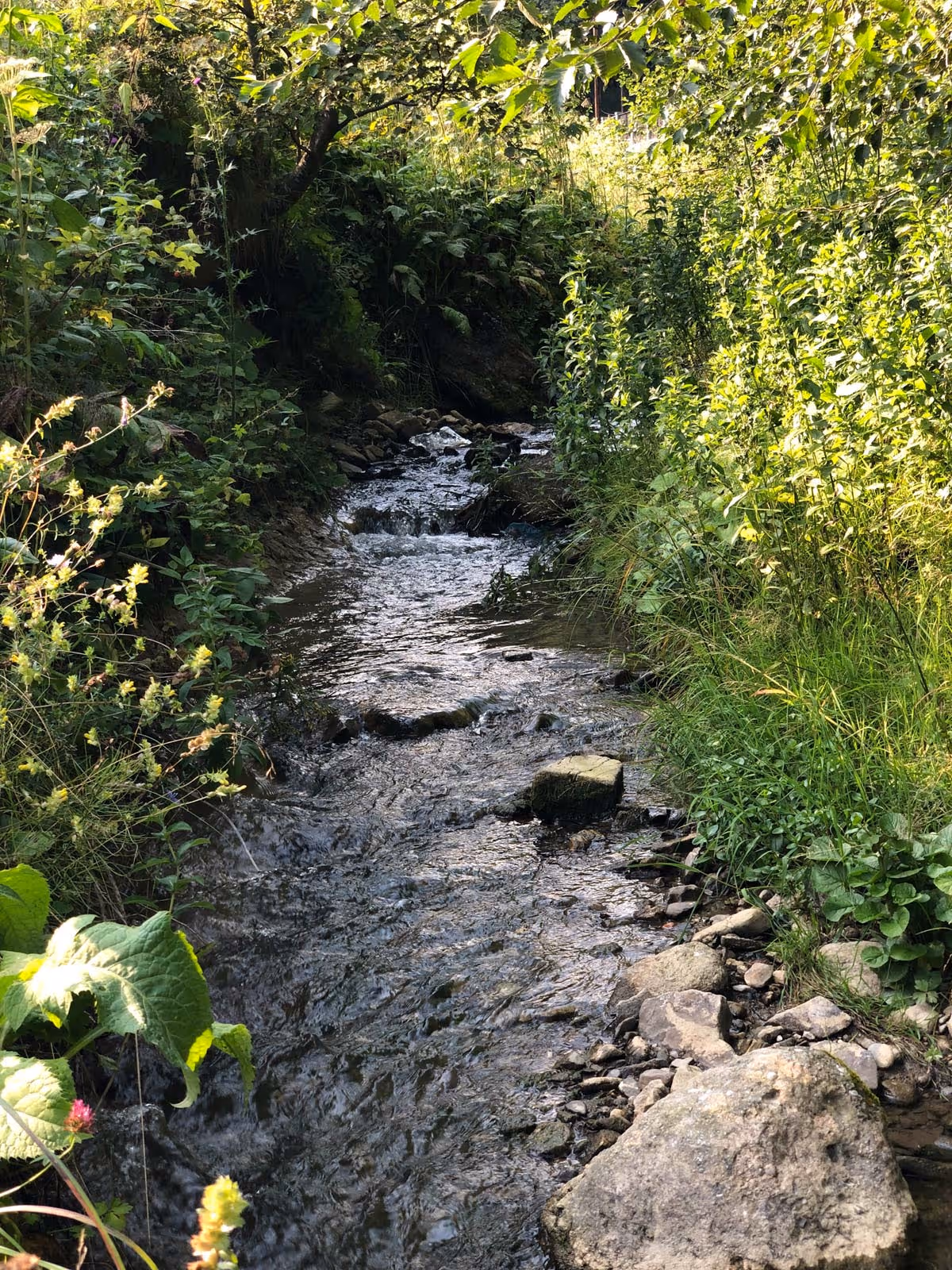 A Call to ReWild - view of a stream