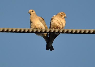 Couples Counseling