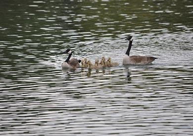 Family Counseling