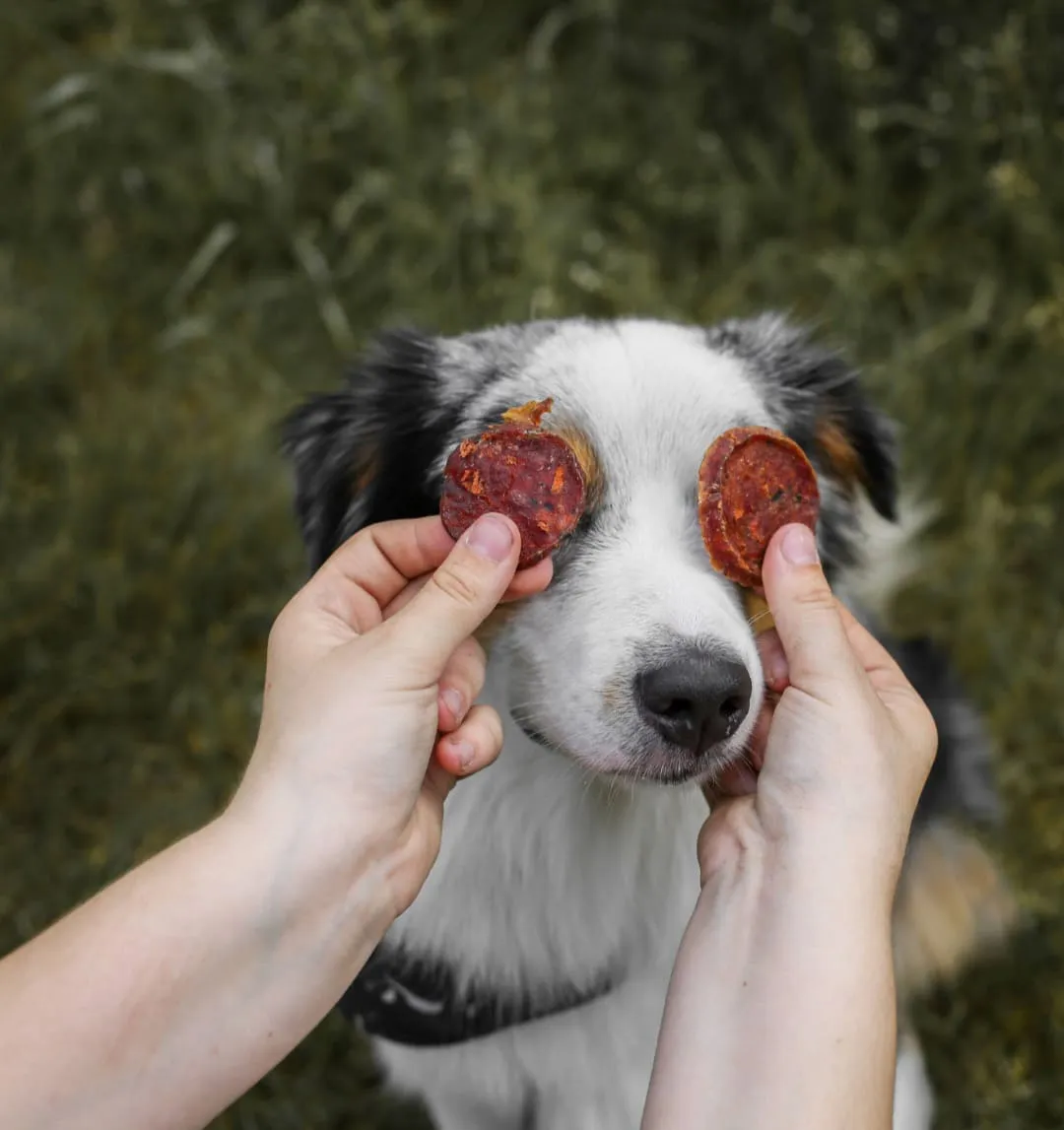 Hund mit Leckerlis über den Augen