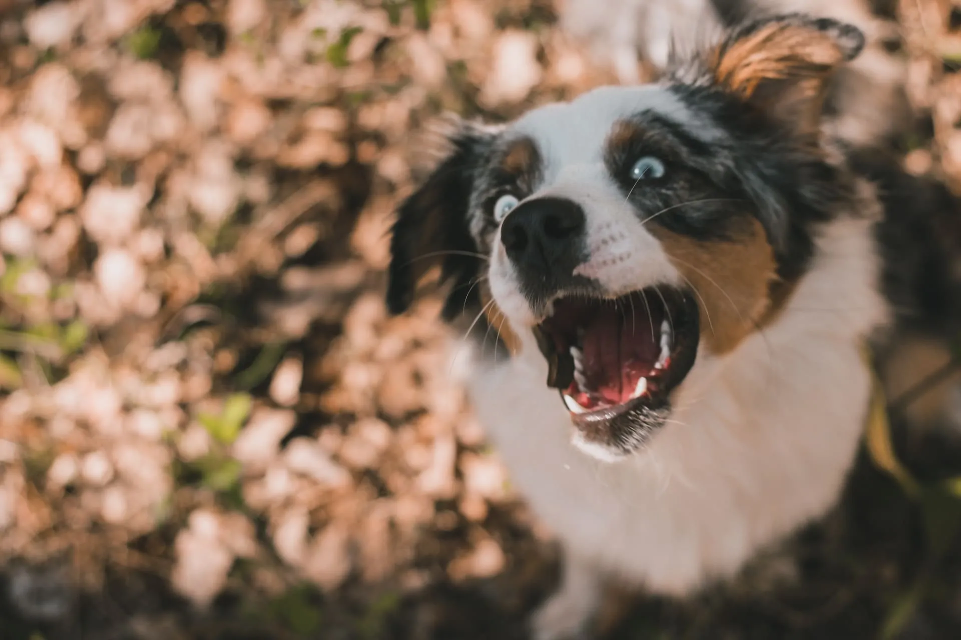 Hund fängt Leckerli - Social Media Content Kampagne für Unternehmen