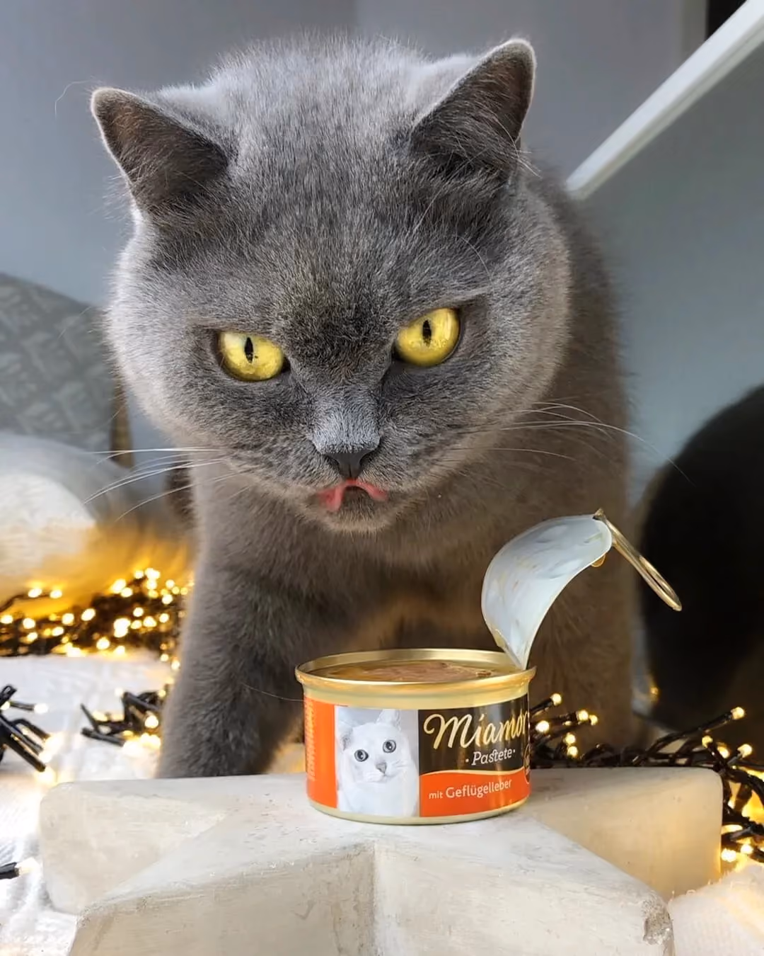 Katze beschützt ihr eigenes Futter - Social Media Content Kampagne für Unternehmen