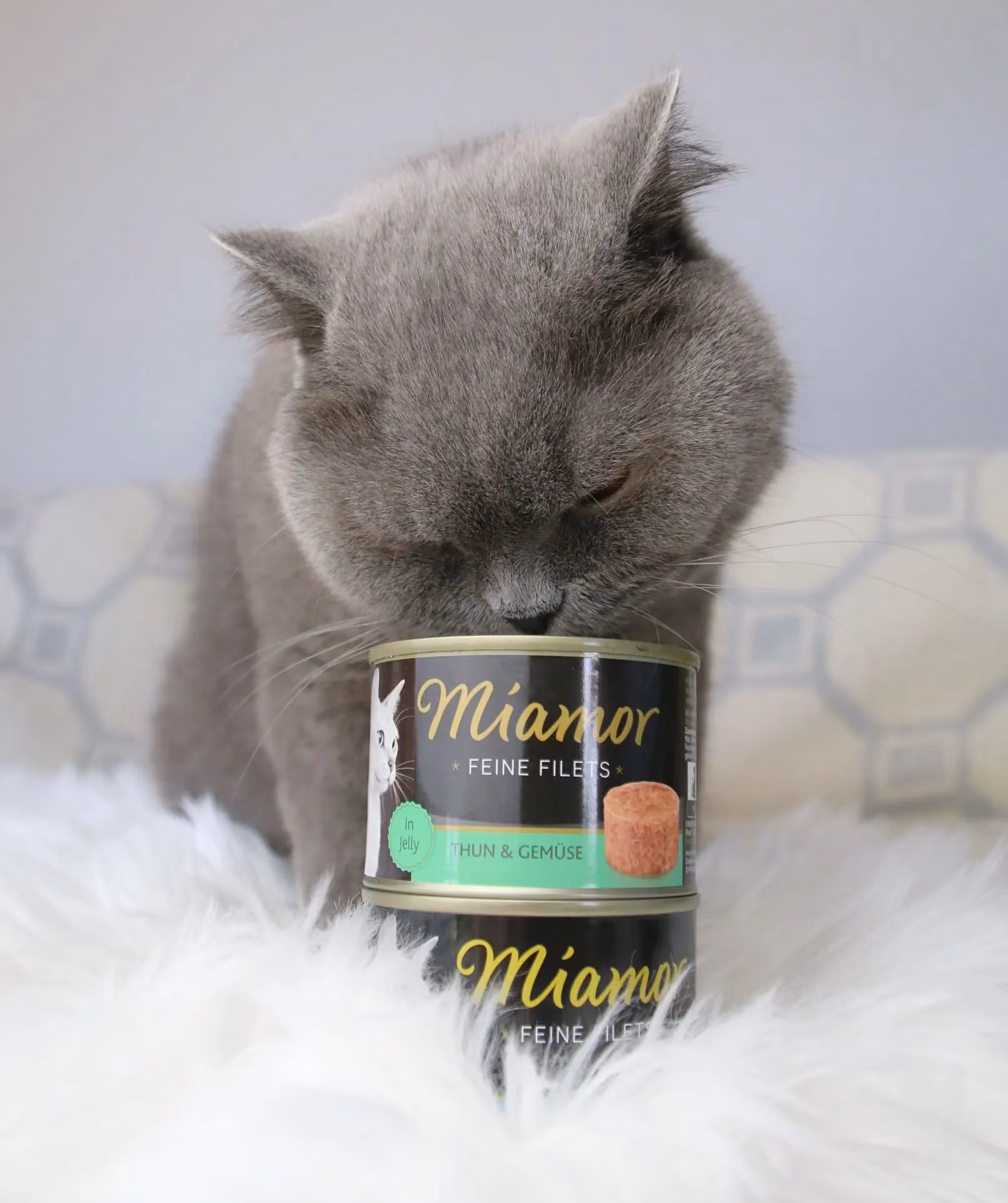 Katze zeigt großes Interesse an Katzenfutter - Social Media Content Kampagne für Unternehmen