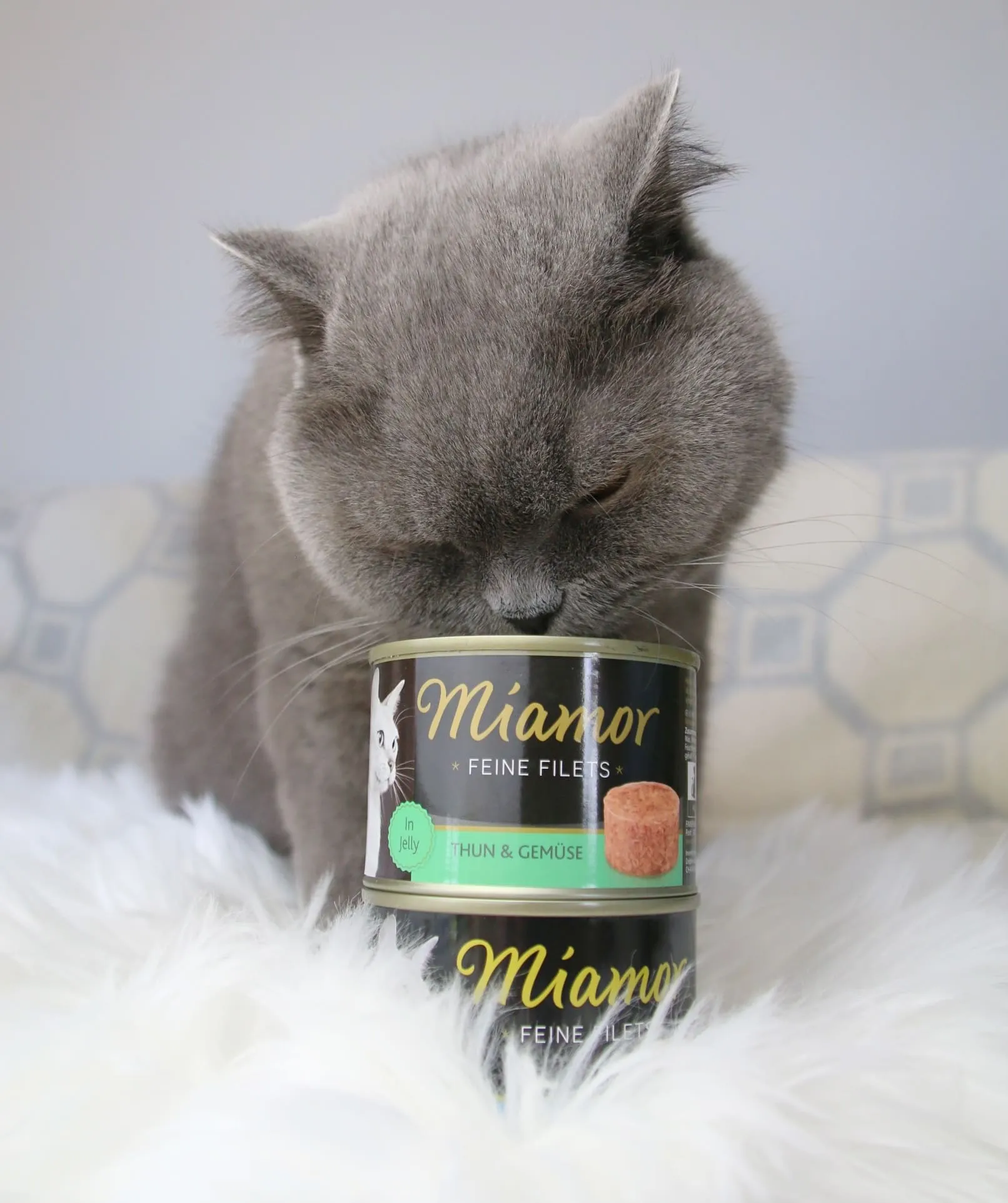 Katze zeigt großes Interesse an Katzenfutter - Social Media Content Kampagne für Unternehmen