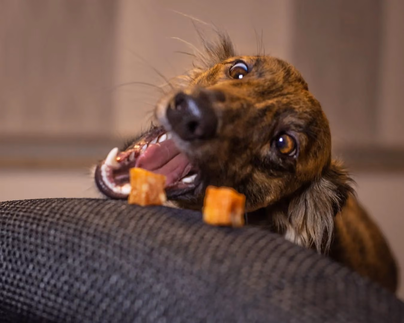 Hund nascht Leckerlis von der Couch