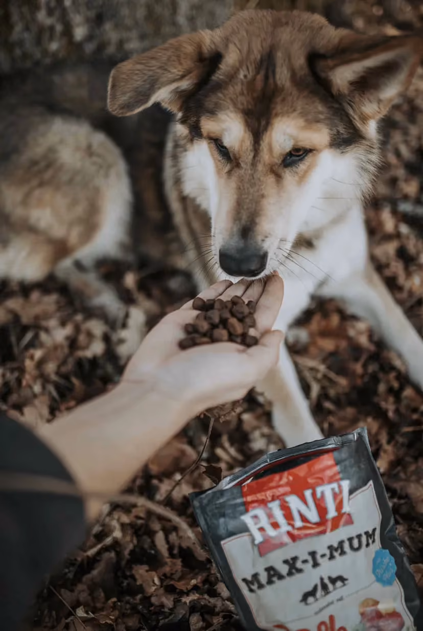 Hund wird gefüttert - Social Media Content Kampagne für Unternehmen