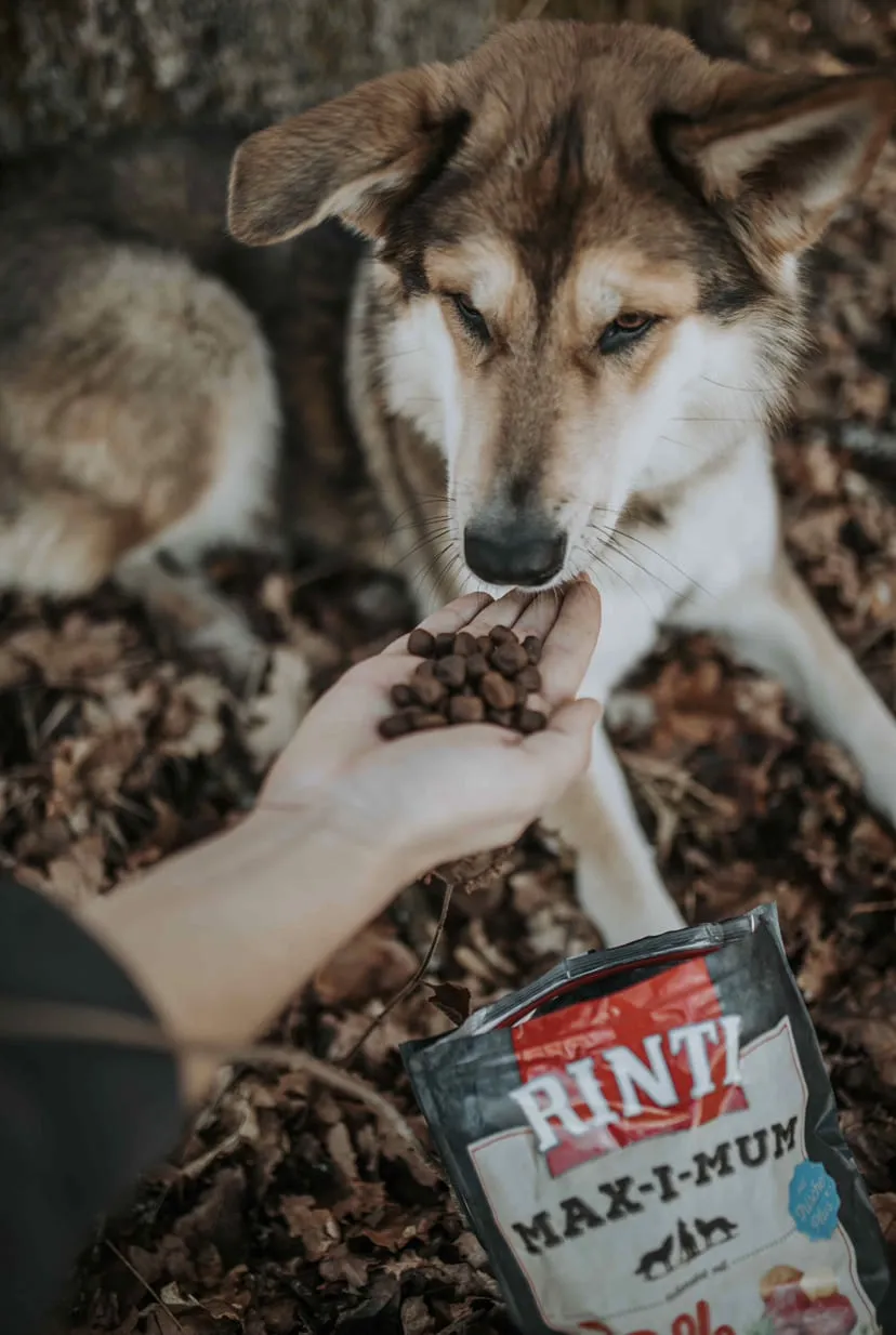 Hund wird gefüttert - Social Media Content Kampagne für Unternehmen
