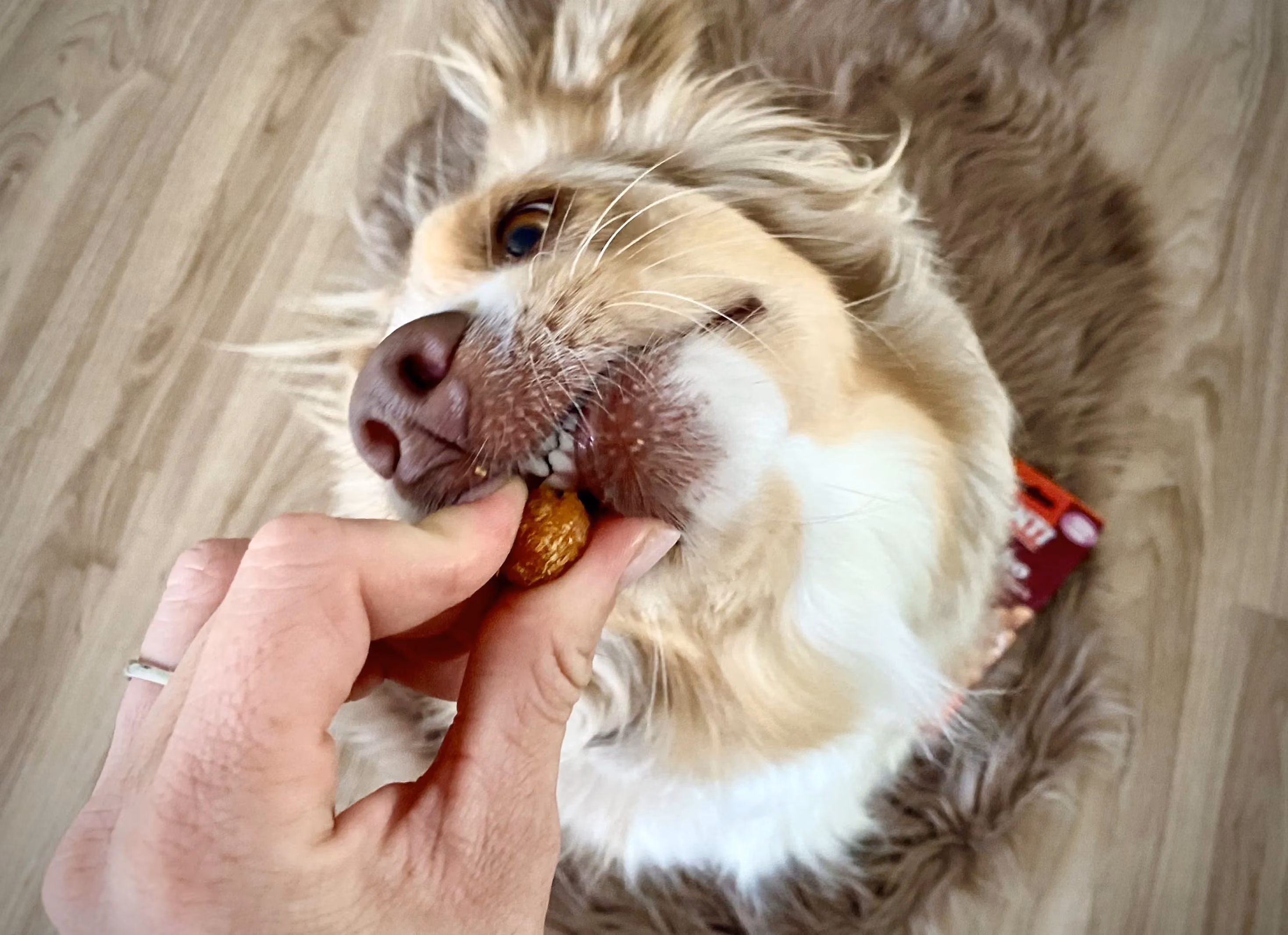 Hundesnack - Social Media Content Kampagne für Unternehmen