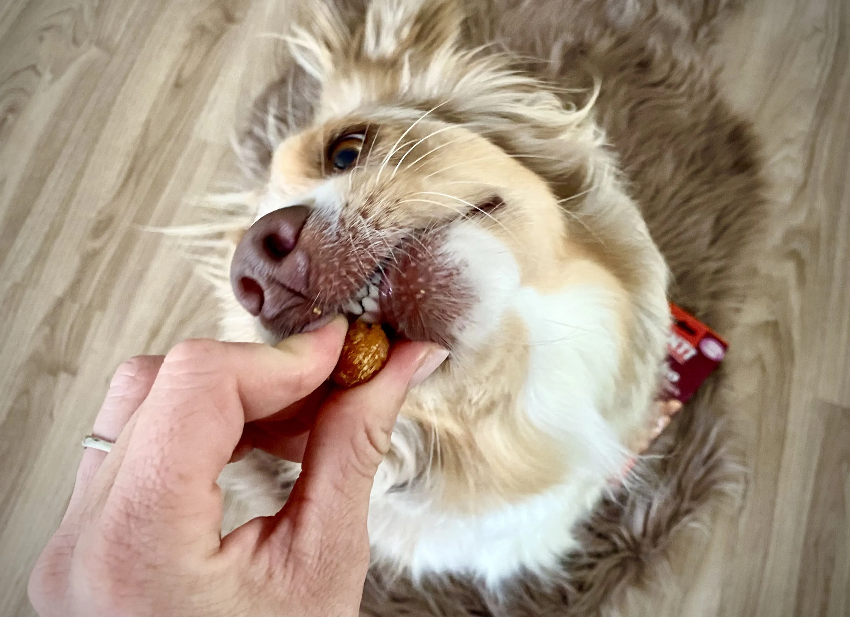 Hundesnack - Social Media Content Kampagne für Unternehmen