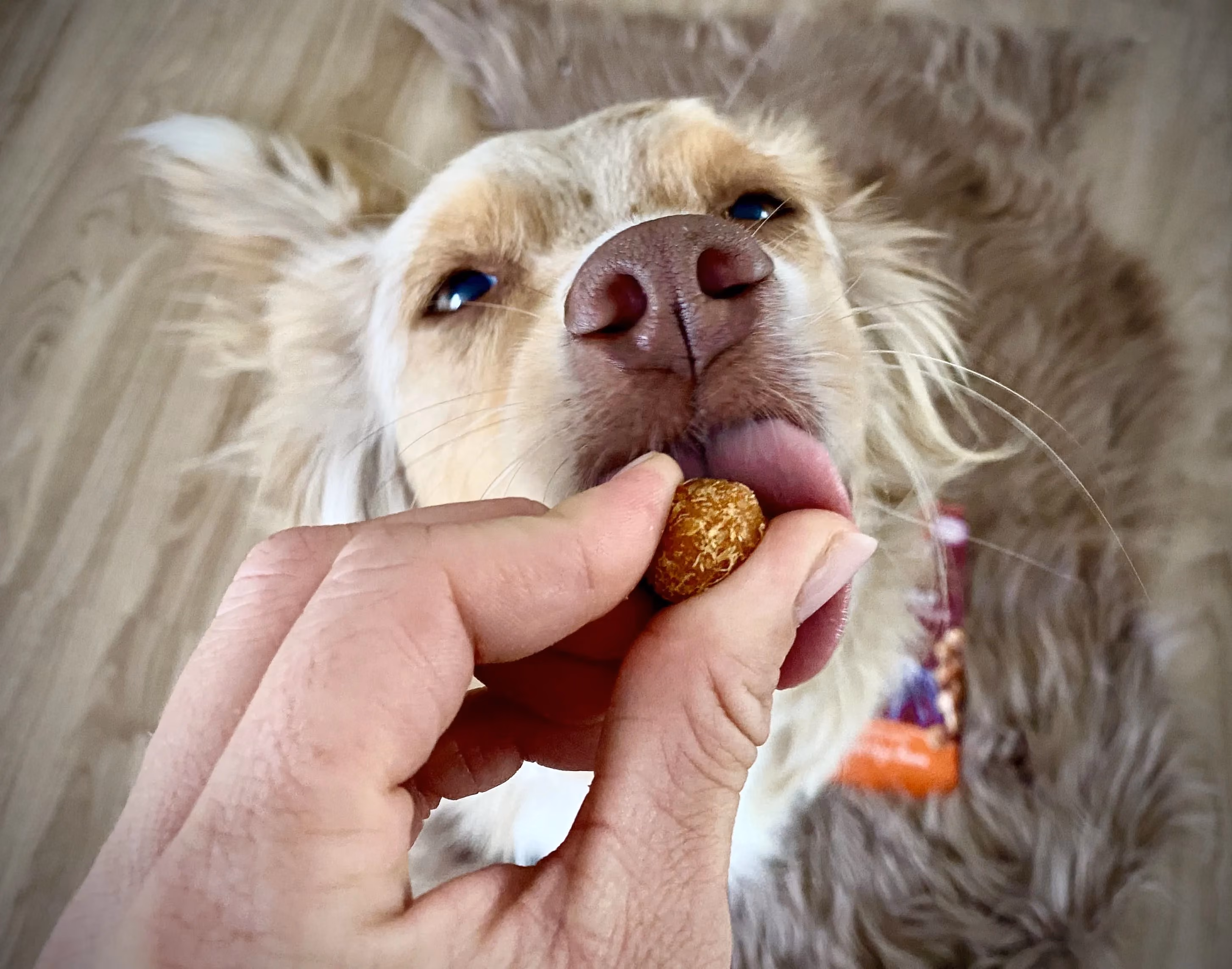 Hund liebt seine Rinti Snacks - Social Media Content Kampagne für Unternehmen