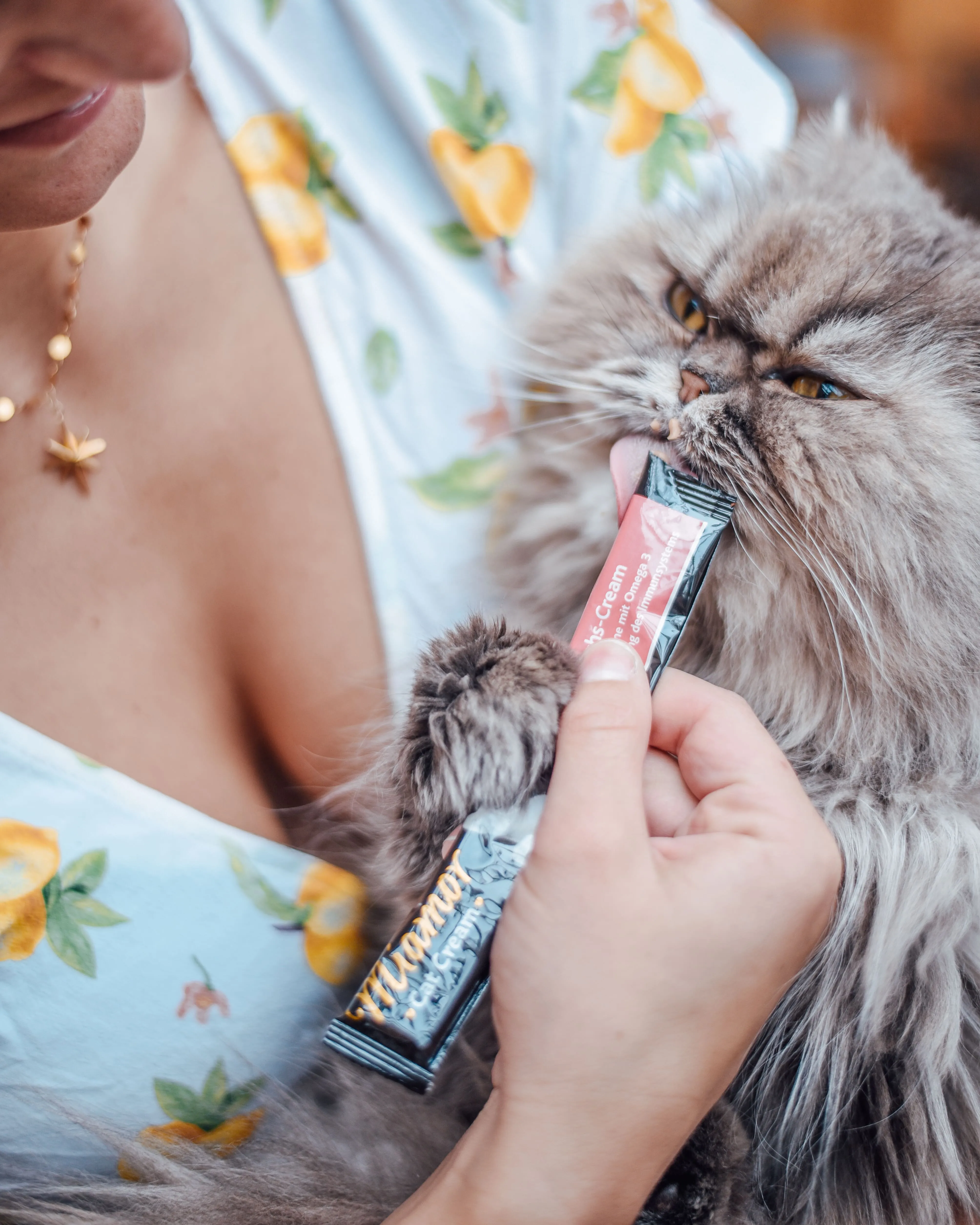 Katze nascht gerne - Social Media Content Kampagne für Unternehmen