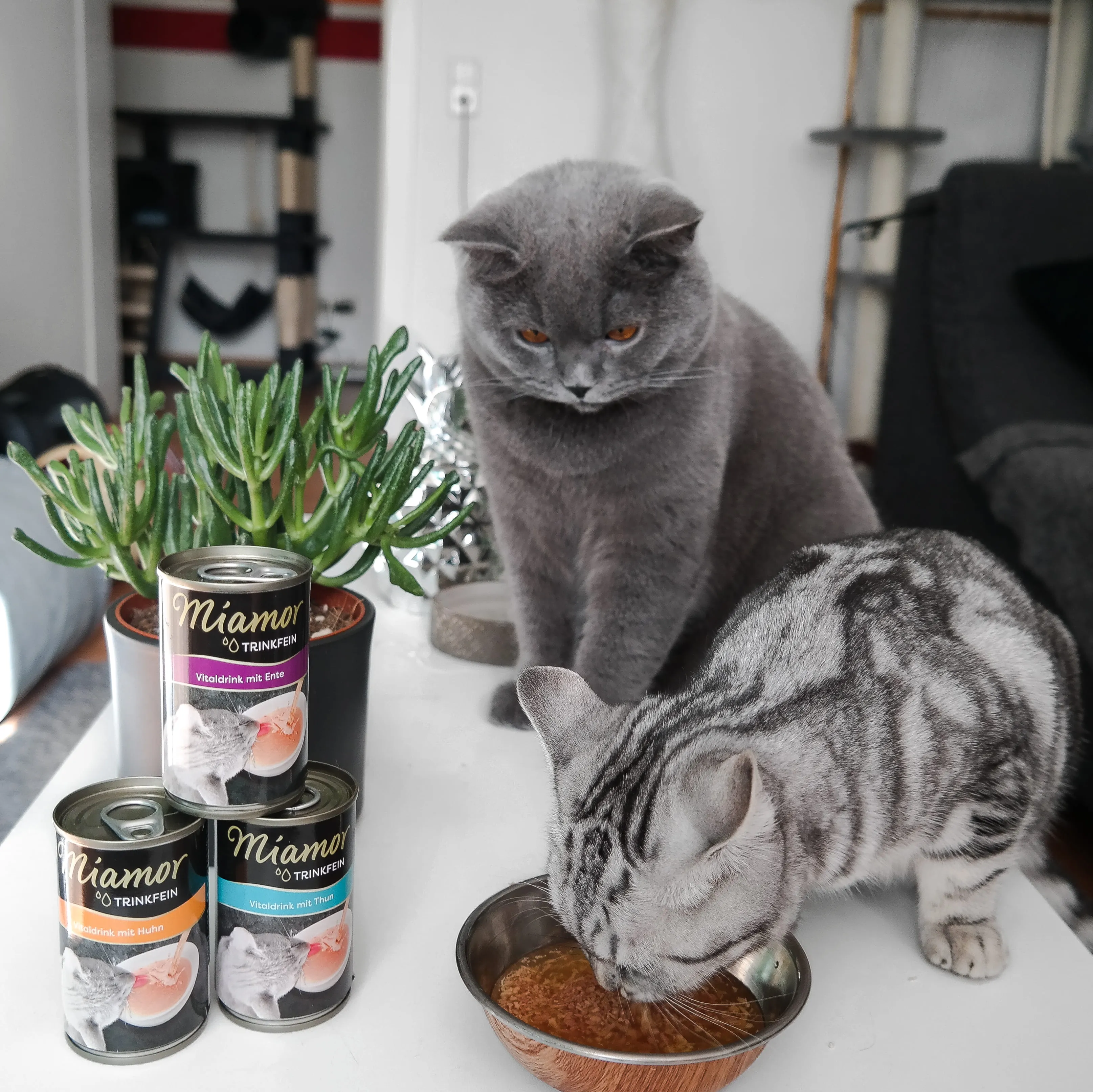 Zwei Katzen sitzen in einem Wohnzimmer zwischen Futterdosen und Zimmerpflanzen.