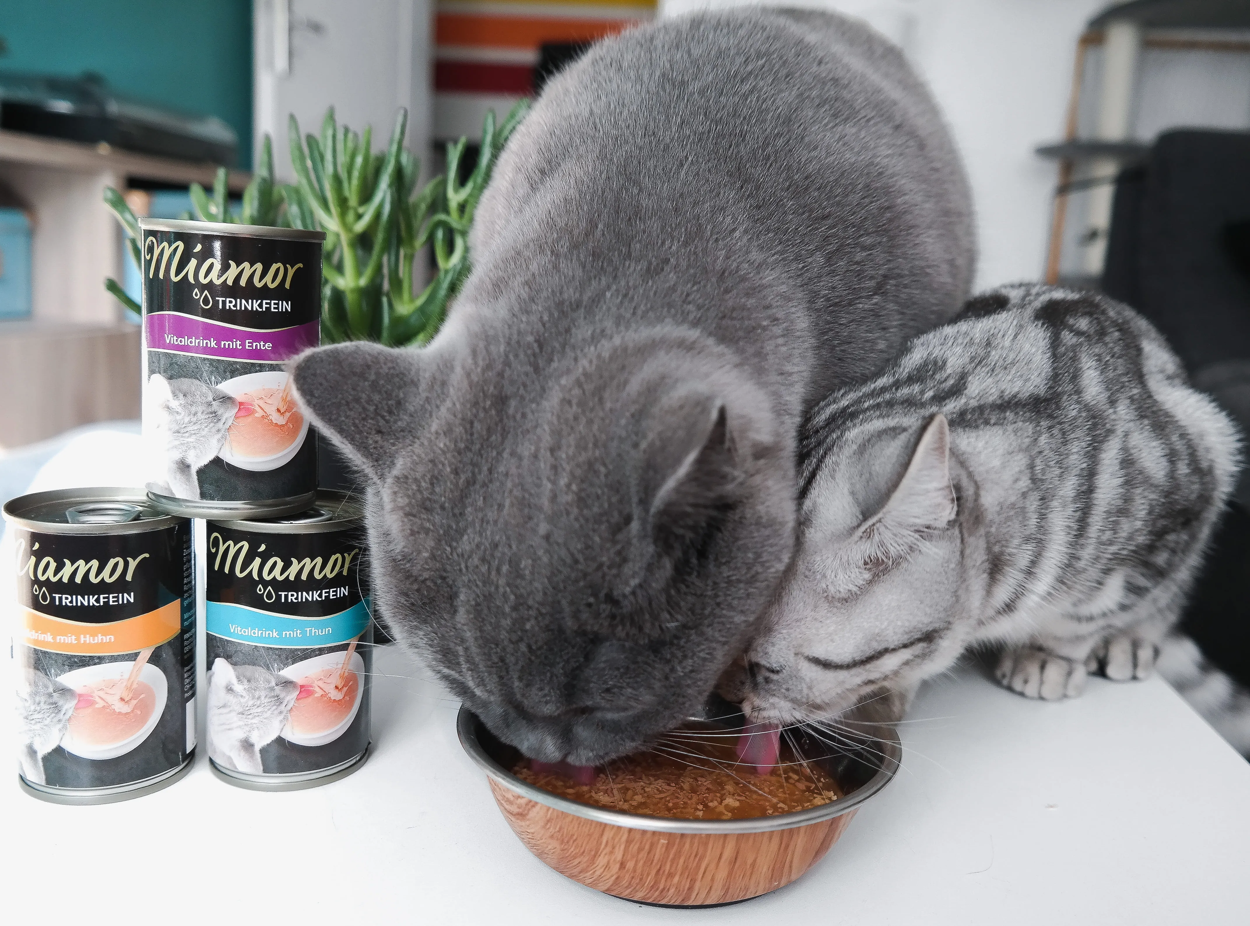 Graue Katze frisst aus einem Napf, daneben stehen mehrere Futterdosen.