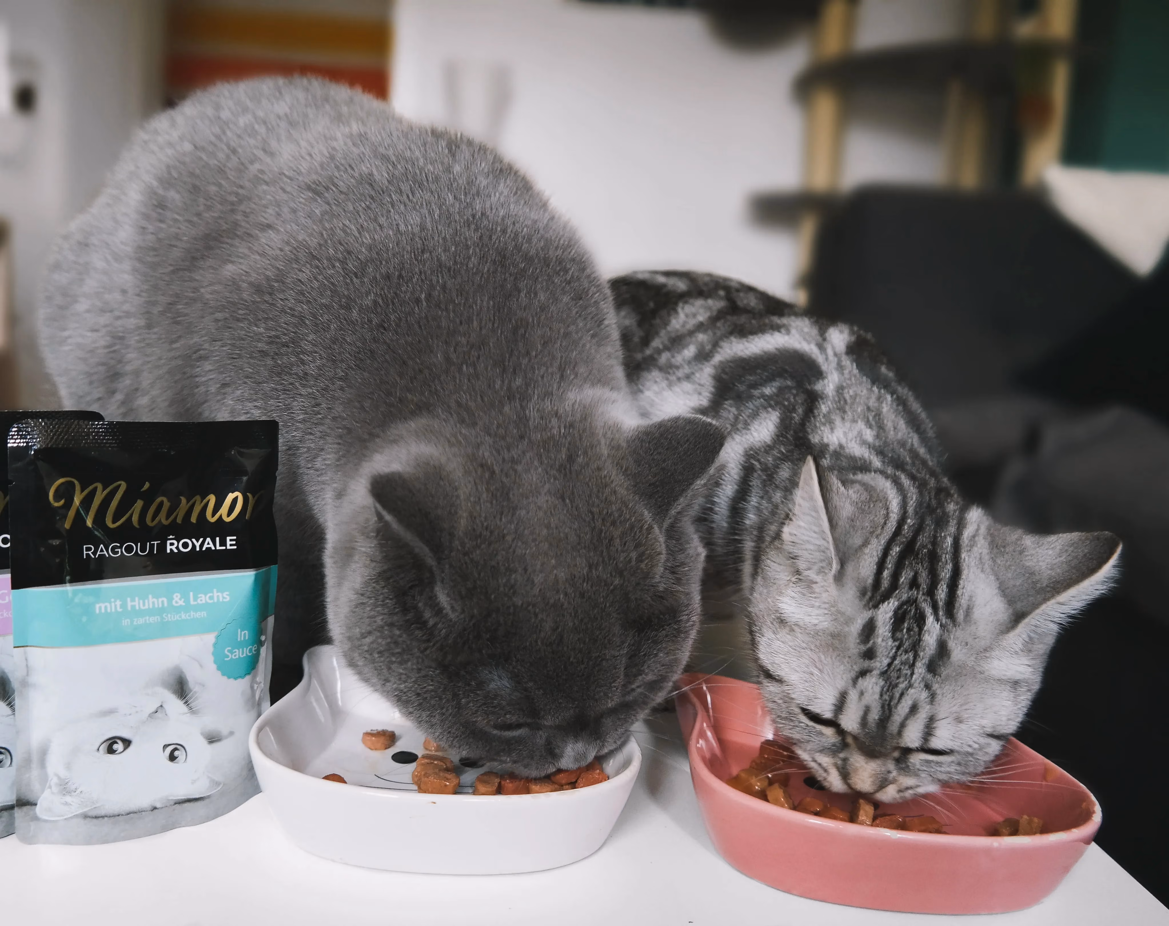 Zwei Katschen fressen ihr geliebtes Katzenfutter - Social Media Content Kampagne für Unternehmen