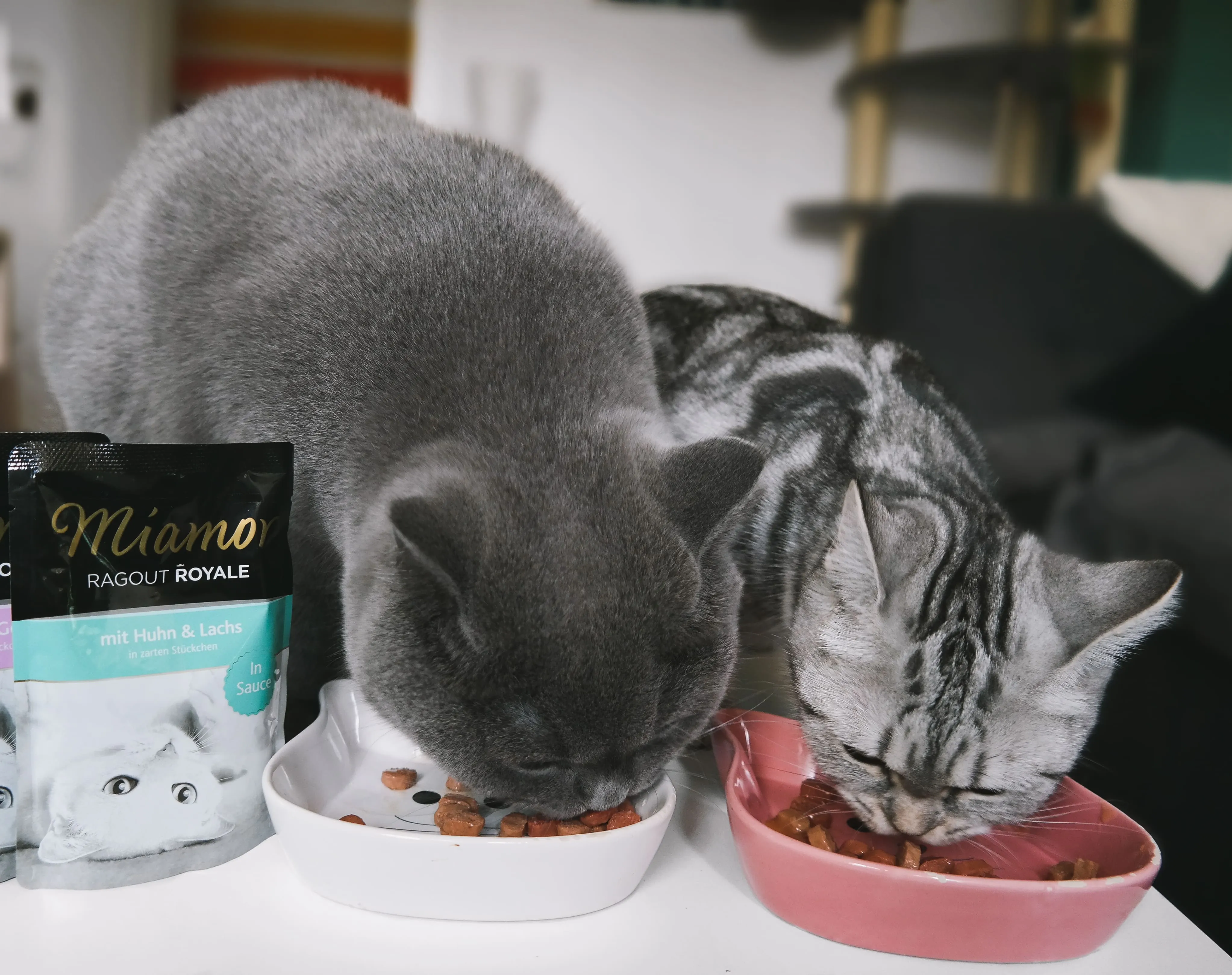 Zwei Katschen fressen ihr geliebtes Katzenfutter - Social Media Content Kampagne für Unternehmen
