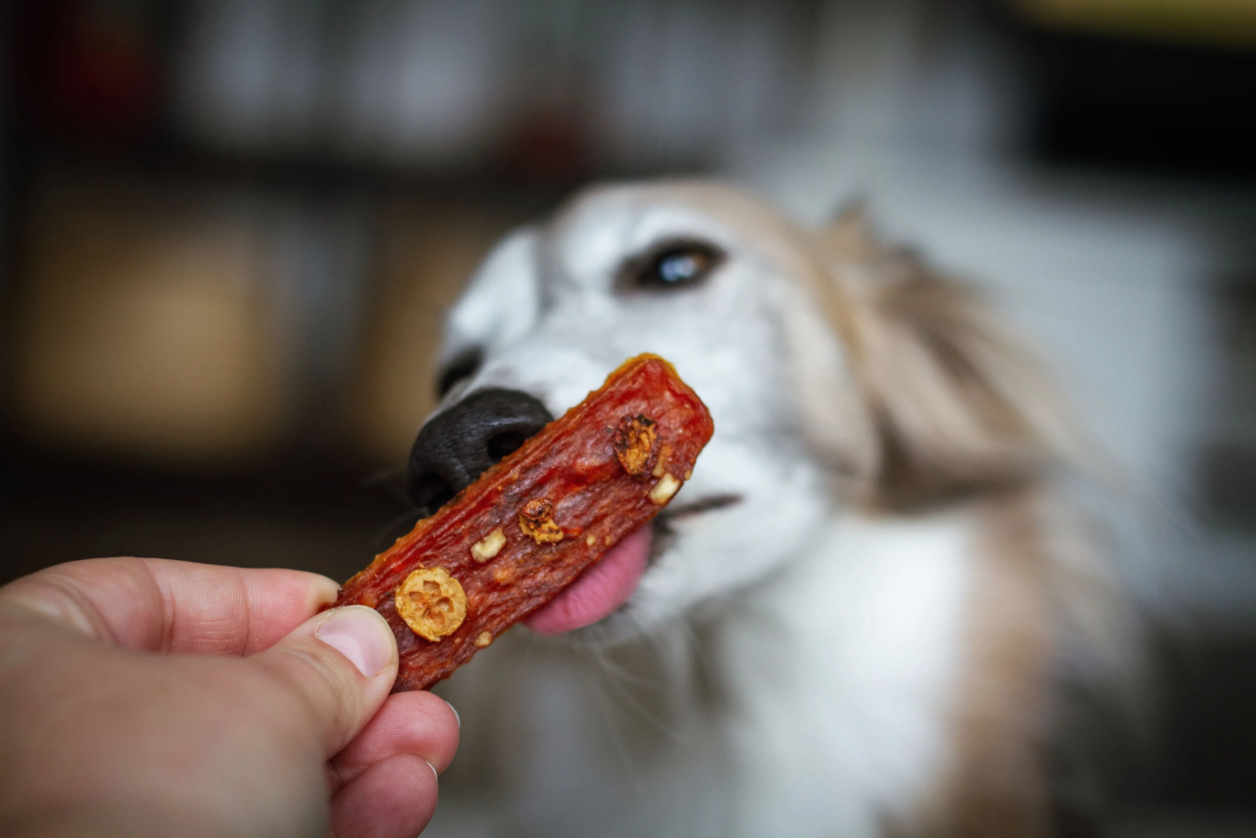 Leckerli für Hund mit Zunge raus - Social Media Content Kampagne für Unternehmen