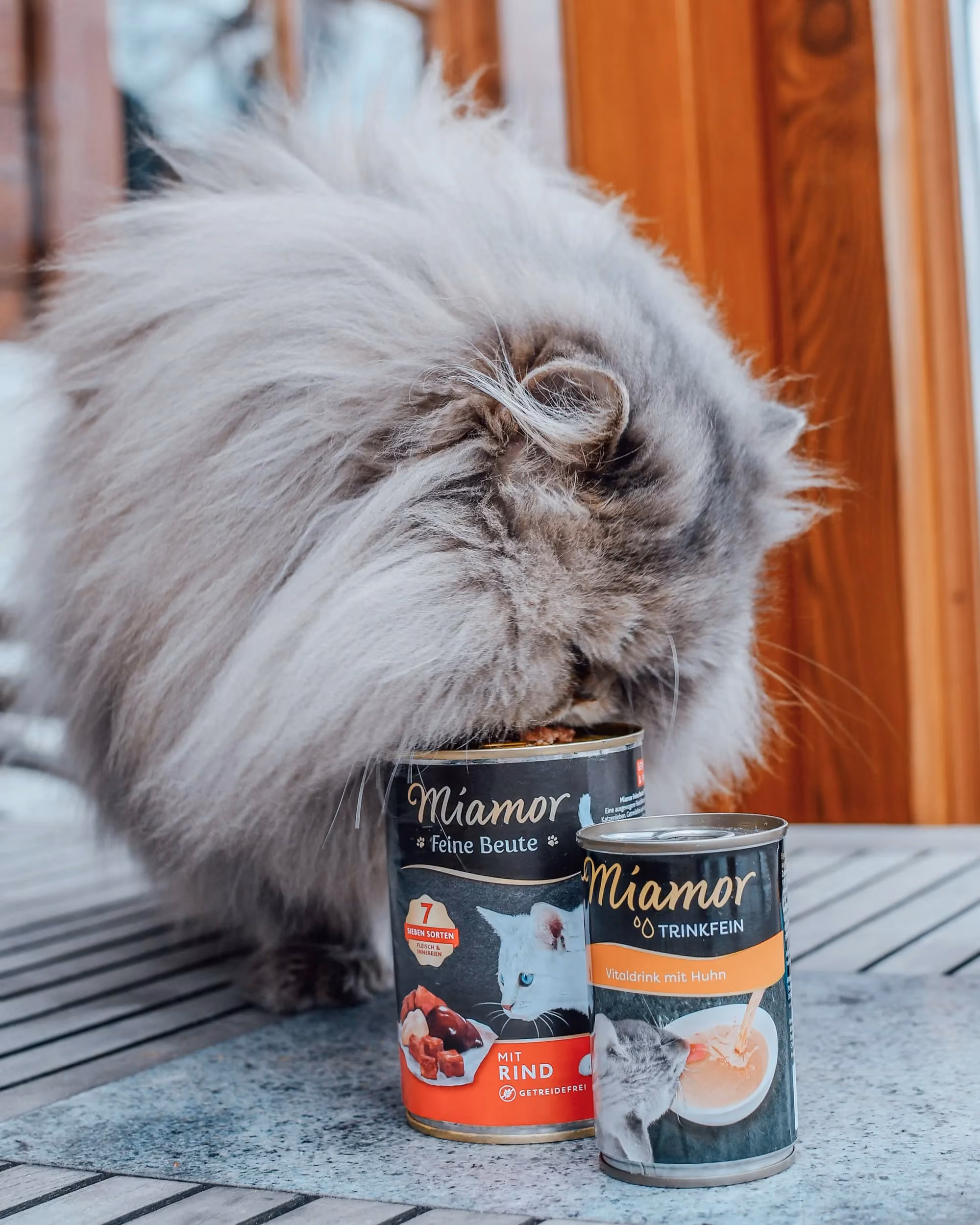 Katze riecht an Miamor Katzenfutter - Social Media Content Kampagne für Unternehmen