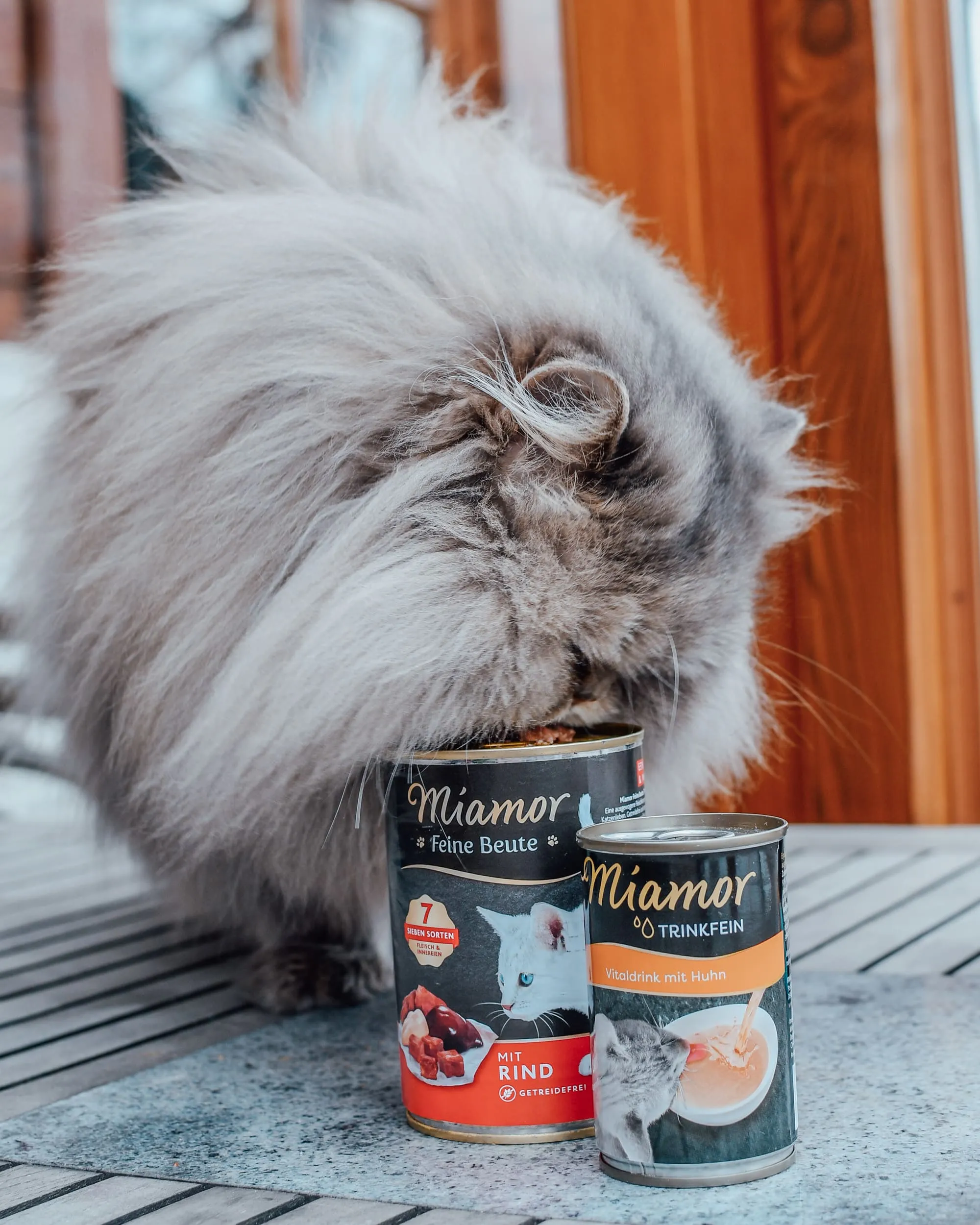 Katze riecht an Miamor Katzenfutter - Social Media Content Kampagne für Unternehmen