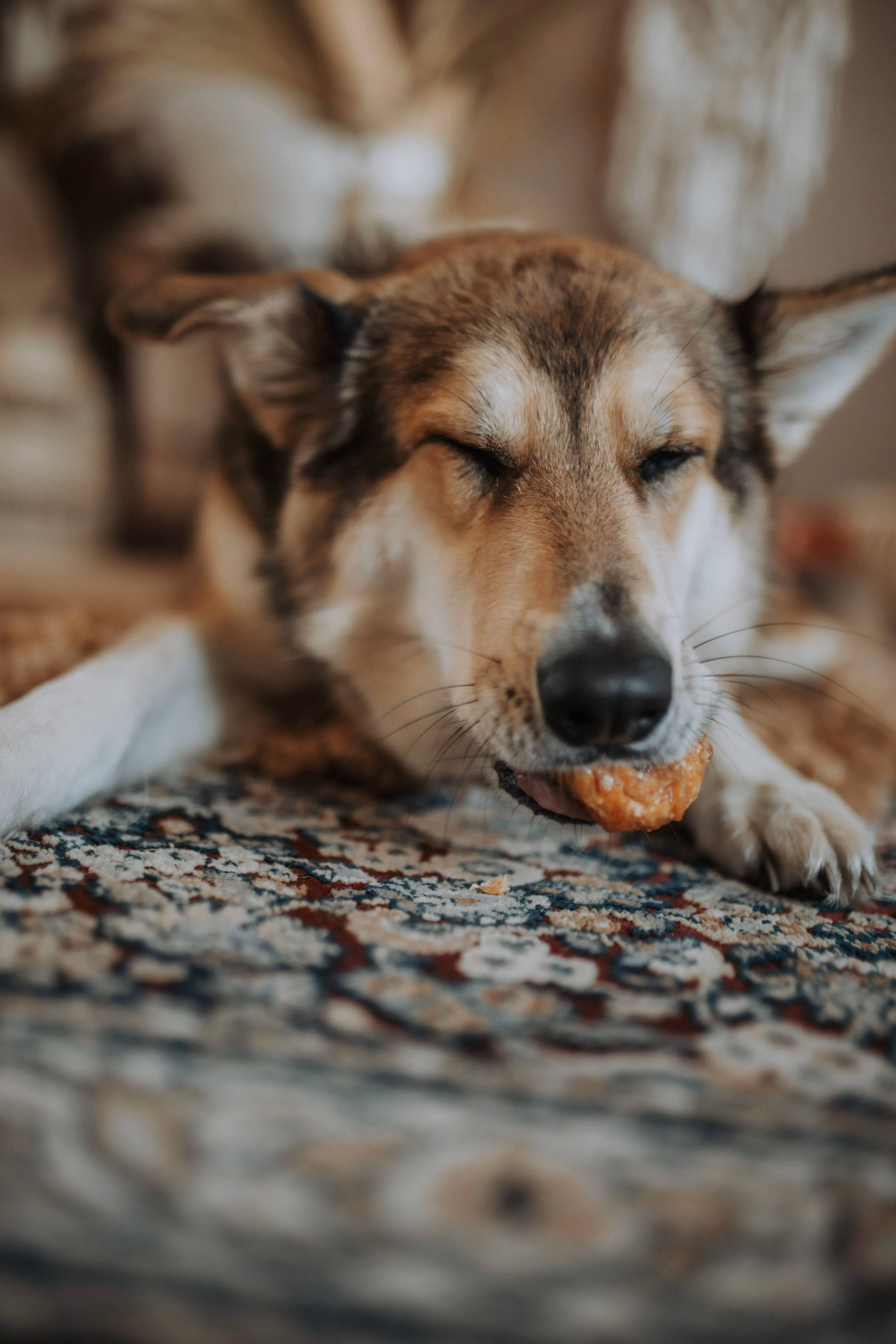Hund genießt Kauring mit geschlossenen Augen - Social Media Content Kampagne für Unternehmen