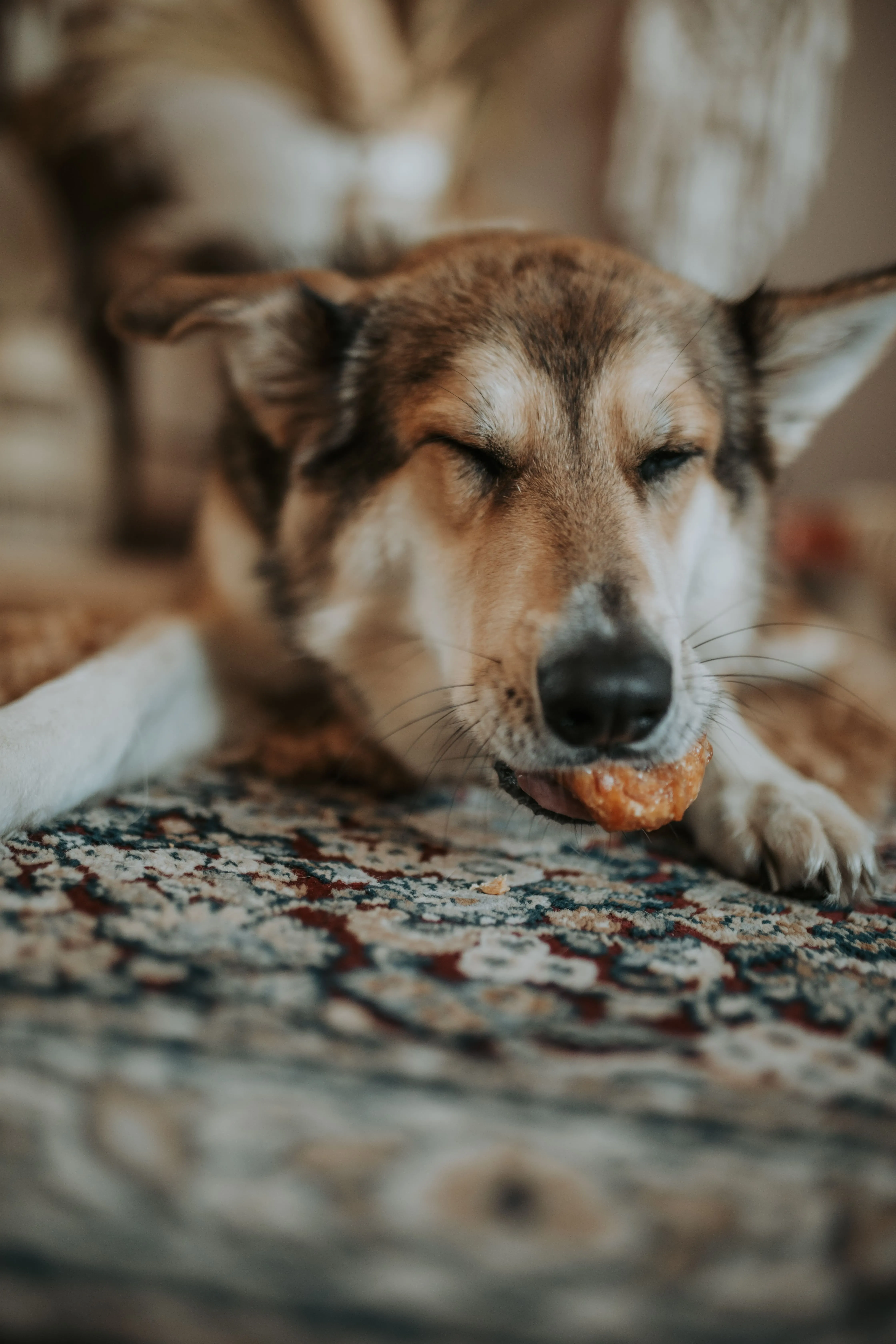 Hund genießt Kauring mit geschlossenen Augen - Social Media Content Kampagne für Unternehmen