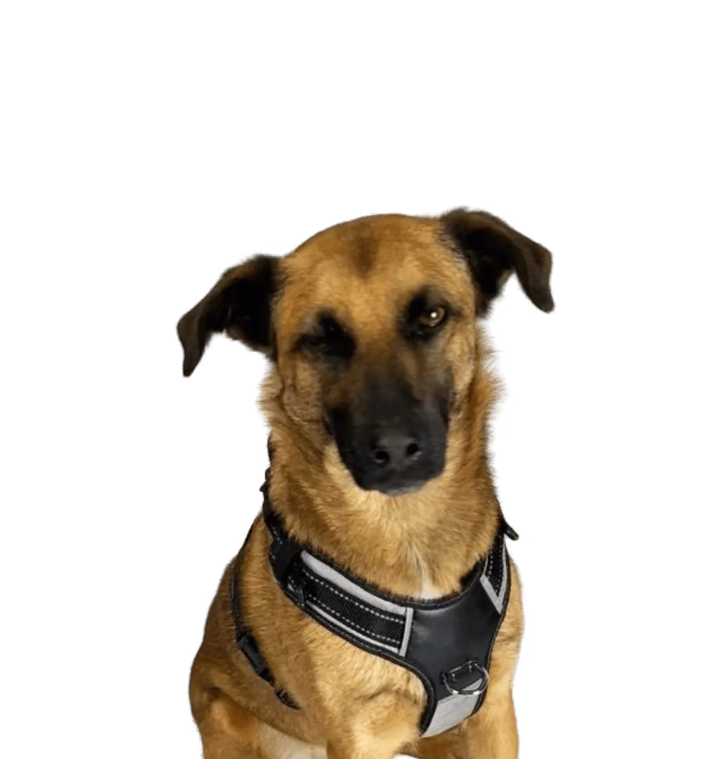 Peanut, Bürohund bei SKYLL