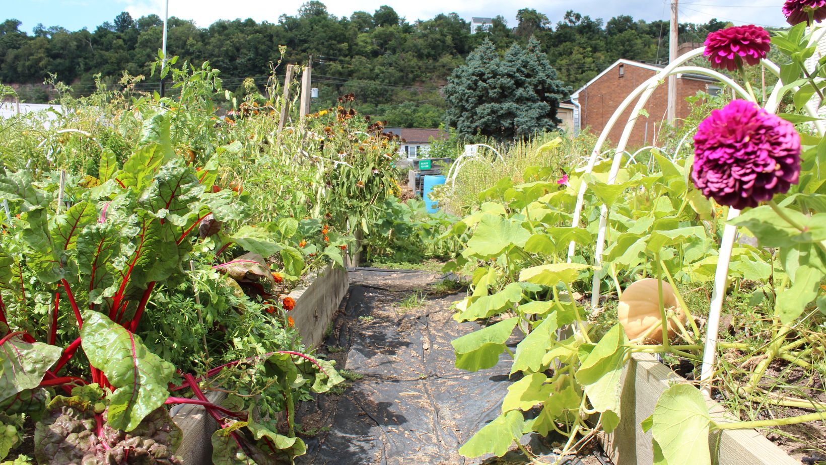 Triboro Ecodistrict blogs focus on sustainable development happening in Millvale, Etna, and Sharpsburg, three Allegheny County river towns that are the first three ecodistricts in the world. Blogs highlight organizations, small businesses, and individuals creating equitable communities for all. 