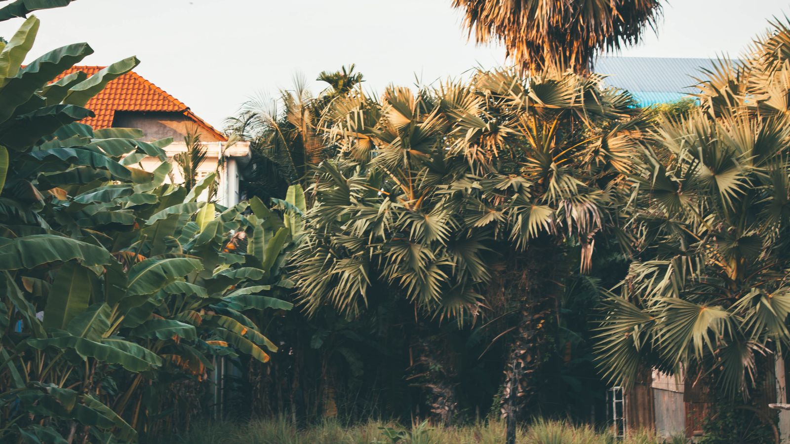 Maison entourée de végétation dans un environnement tropical