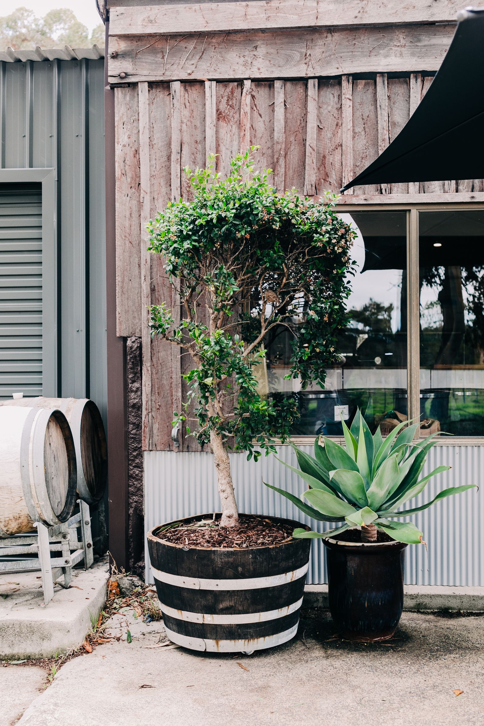 Maison en bois entourée de plantes avec tonneau de récupération dans le jardin