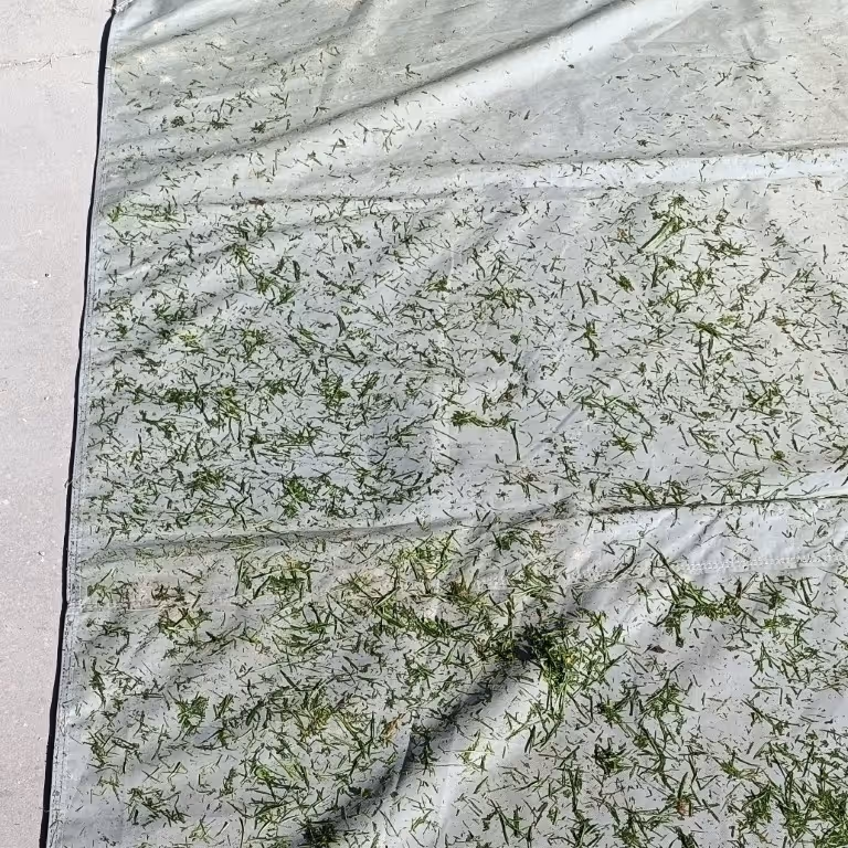 Grass