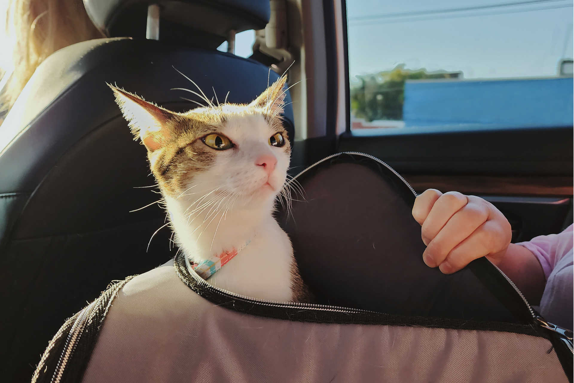 A cat sticking their head out of their carrier.