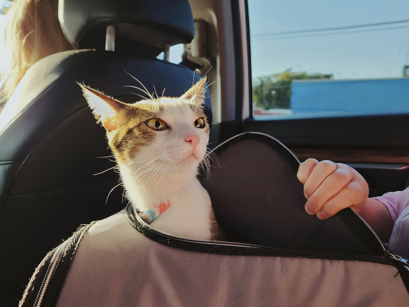 A cat sticking their head out of their carrier.