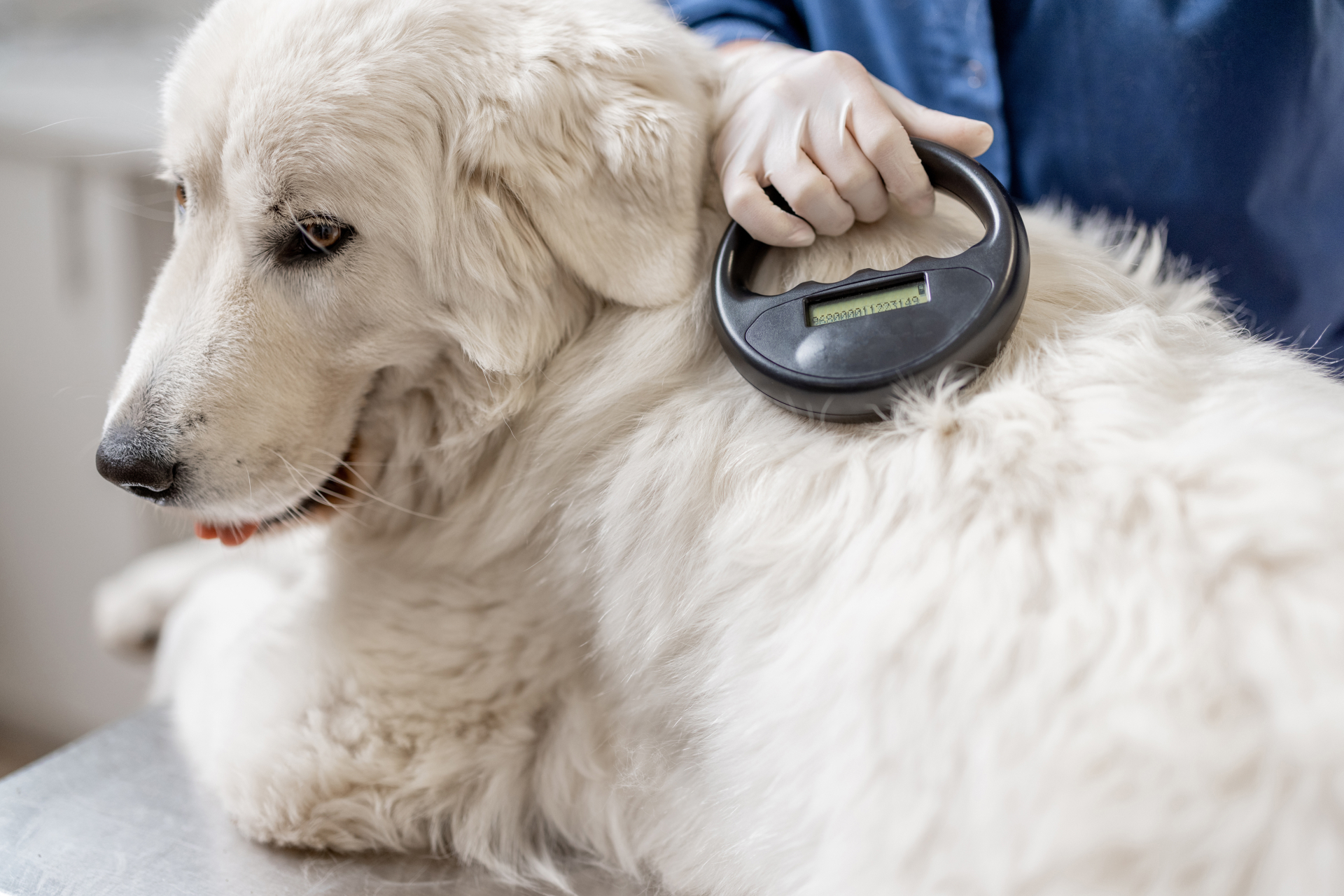 Large dog being checked for a microchip