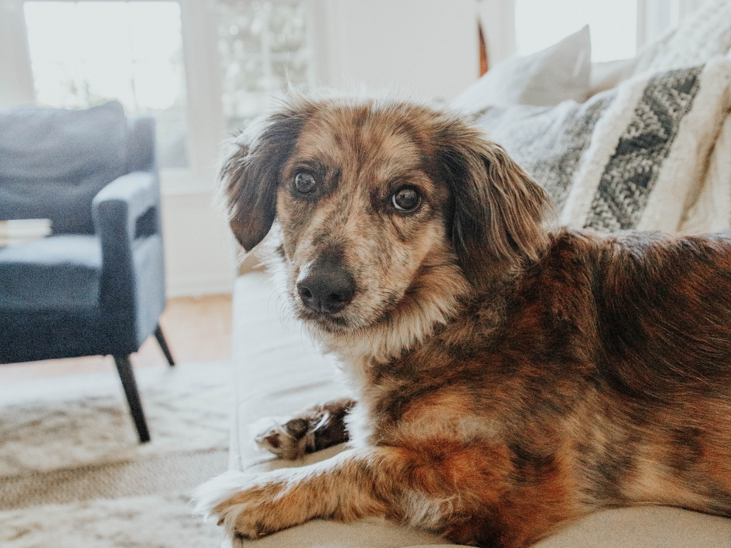 Photo of a multi-colored dog laying on a couch