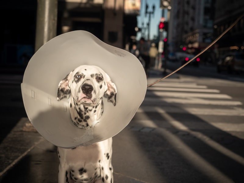 A black pug looking up at their pet parent and wearing an e-collar.