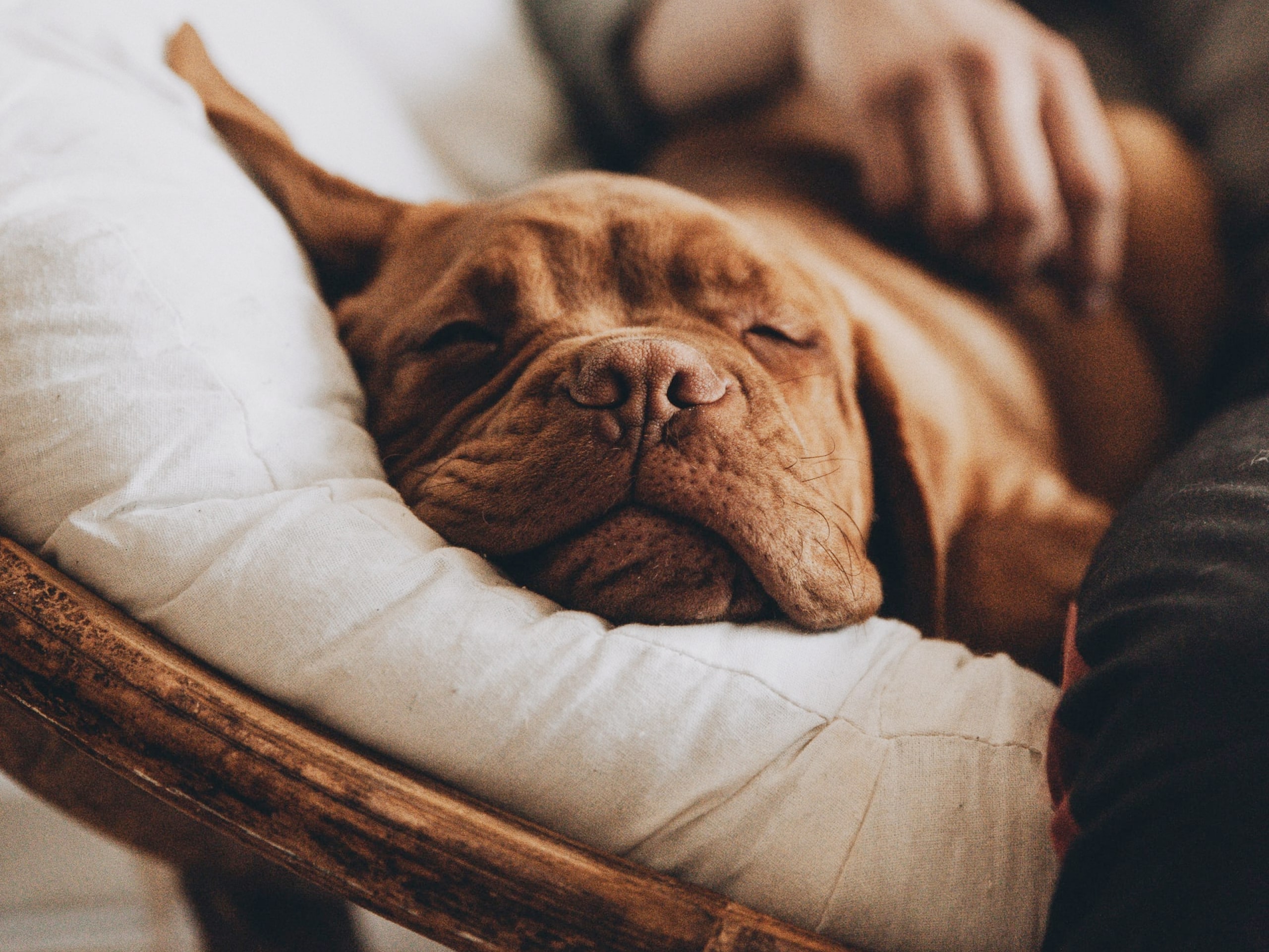 A puppy sleeping on a pillow